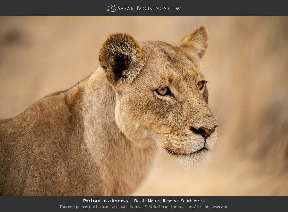 Portrait of a lioness in Balule Private Nature Reserve, South Africa