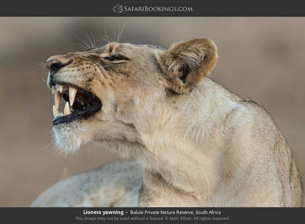 Lioness yawning in Balule Private Nature Reserve, South Africa