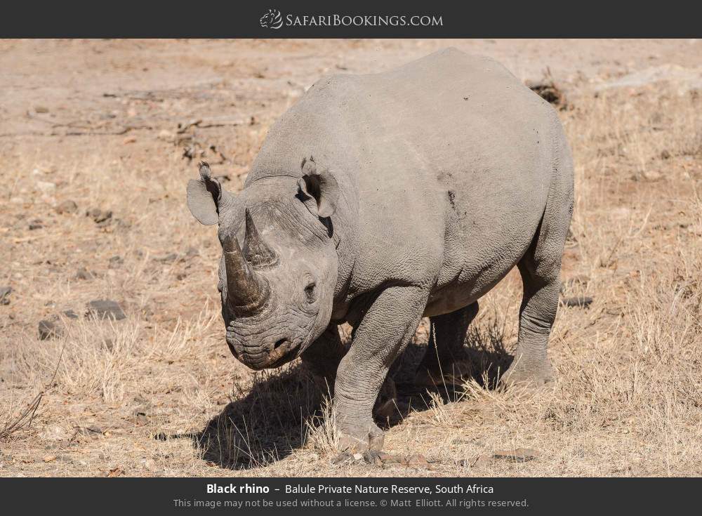 Black rhino in Balule Private Nature Reserve, South Africa