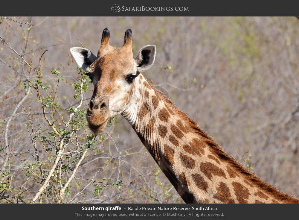 Southern giraffe in Balule Private Nature Reserve, South Africa