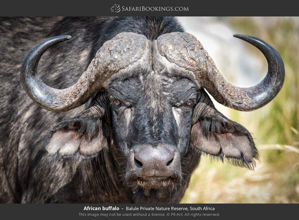 African buffalo in Balule Private Nature Reserve, South Africa