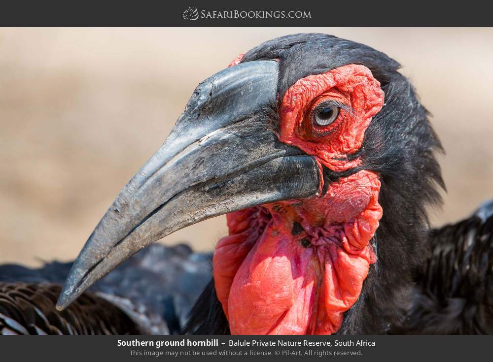 Southern ground hornbill in Balule Private Nature Reserve, South Africa