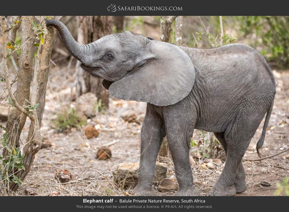 Elephant calf in Balule Private Nature Reserve, South Africa