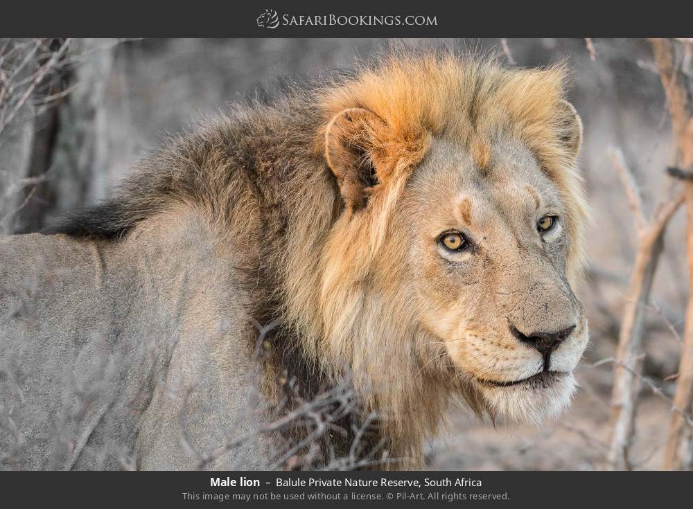 Male lion in Balule Private Nature Reserve, South Africa