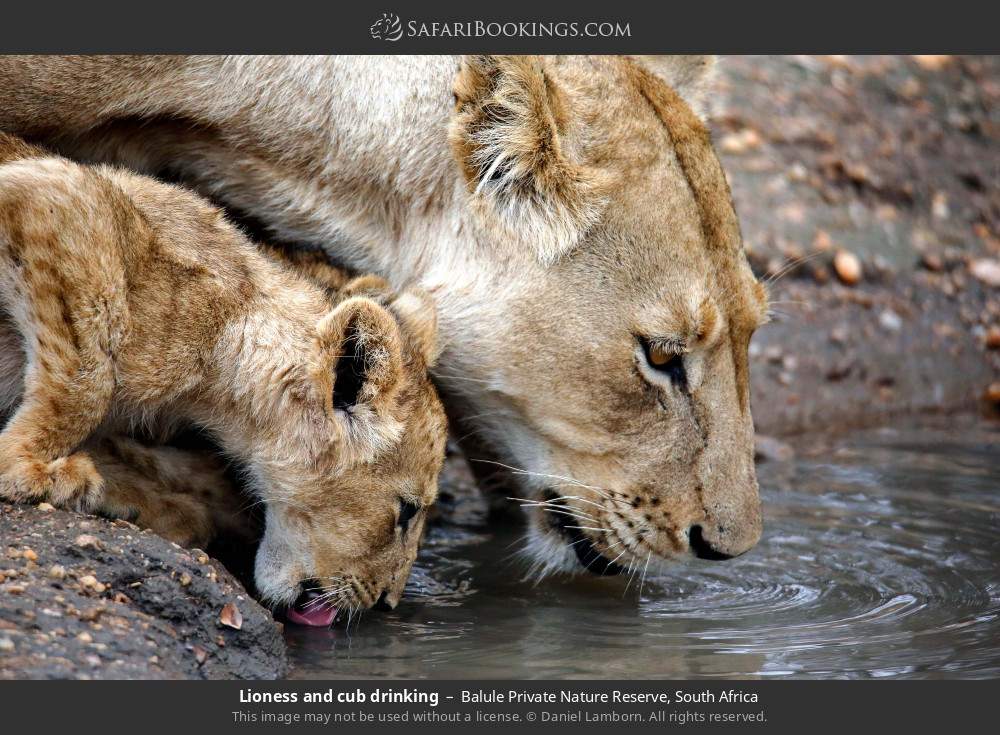 Lioness and cub drinking in Balule Private Nature Reserve, South Africa