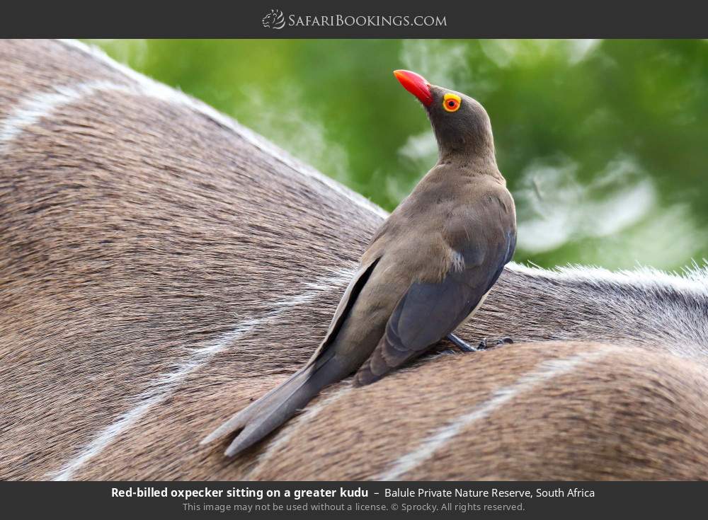 Red-billed oxpecker sitting on a greater kudu in Balule Private Nature Reserve, South Africa