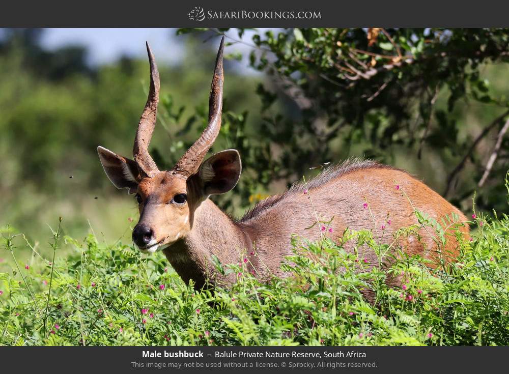 Male bushbuck in Balule Private Nature Reserve, South Africa