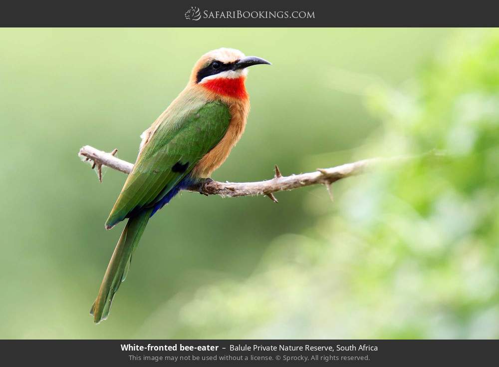White-fronted bee-eater in Balule Private Nature Reserve, South Africa