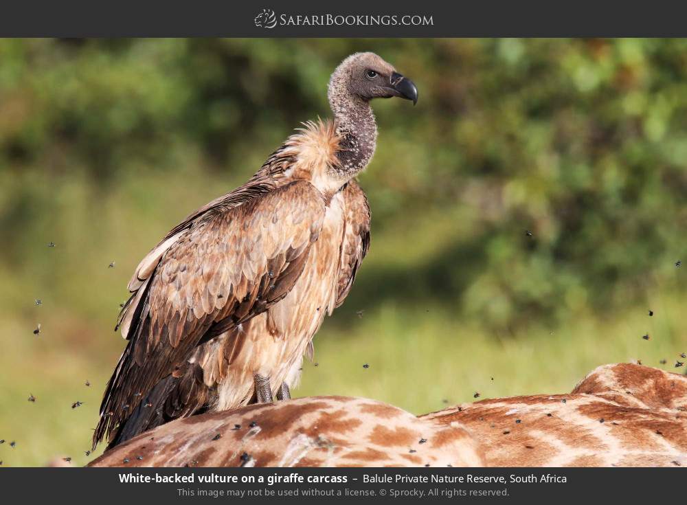 White-backed vulture on a giraffe carcass in Balule Private Nature Reserve, South Africa