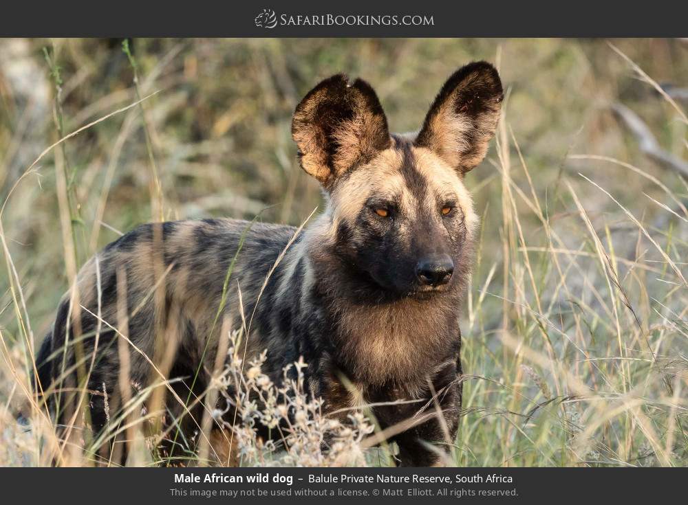 Male African wild dog in Balule Private Nature Reserve, South Africa