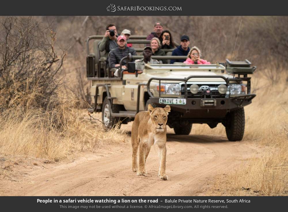 People in a safari vehicle watching a lion on the road in Balule Private Nature Reserve, South Africa