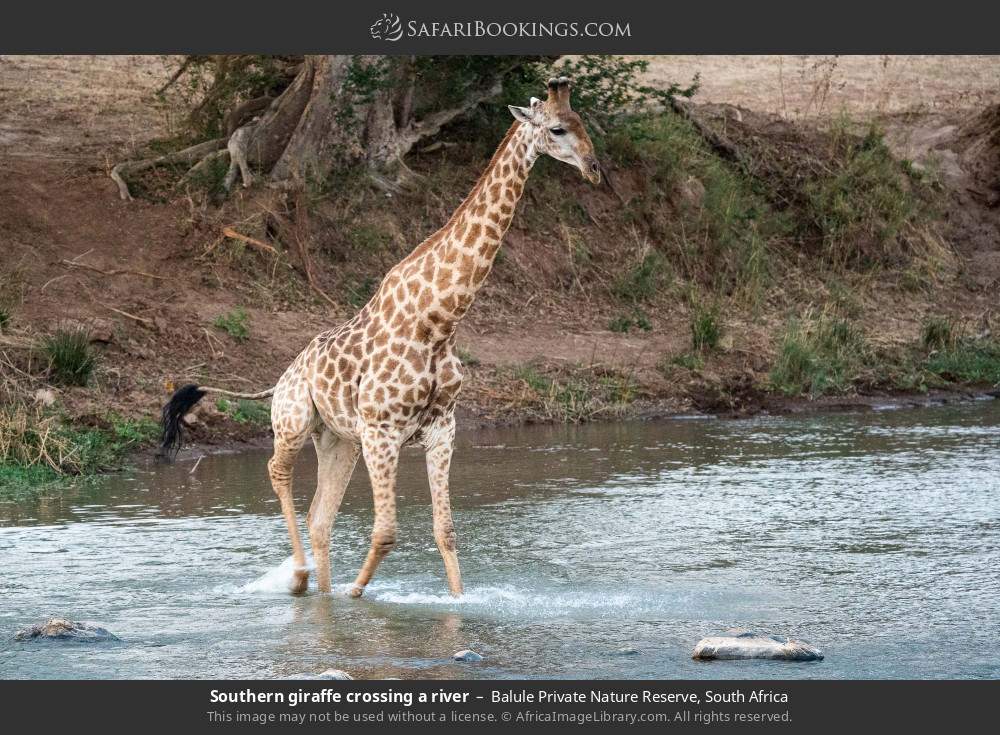 Southern giraffe crossing a river in Balule Private Nature Reserve, South Africa
