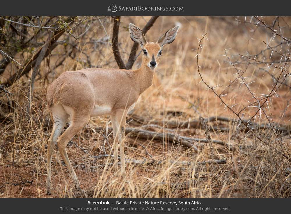 Steenbok in Balule Private Nature Reserve, South Africa
