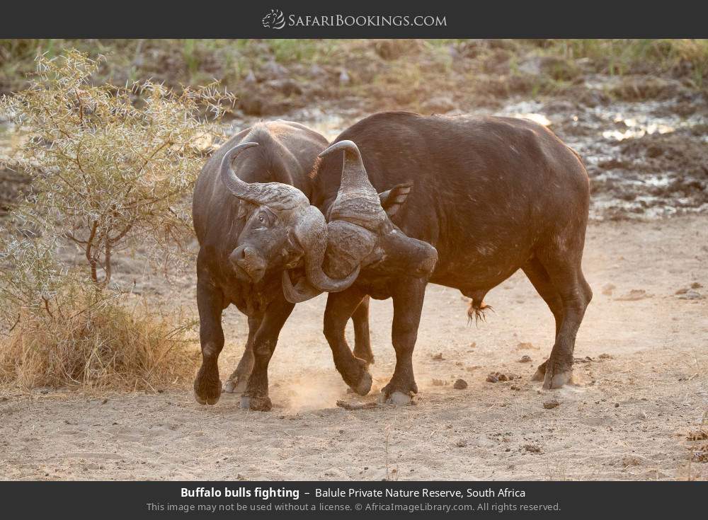 Buffalo bulls fighting in Balule Private Nature Reserve, South Africa