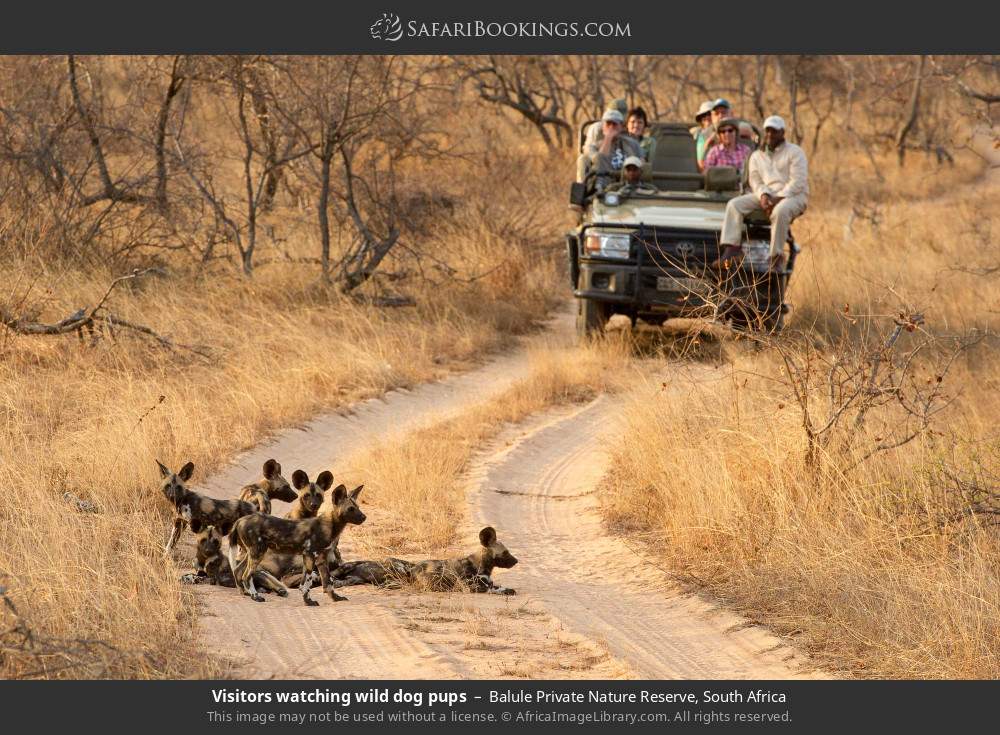 Visitors watching wild dog pups in Balule Private Nature Reserve, South Africa