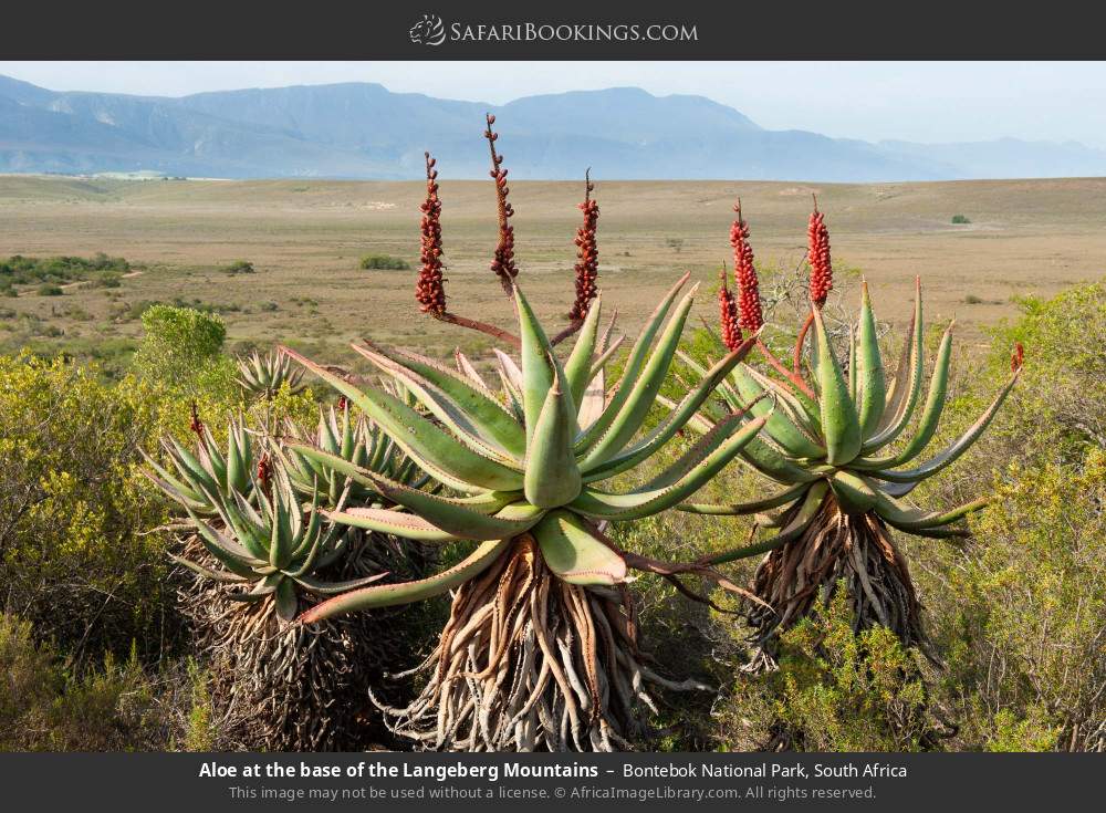 Aloe at the base of the Langeberg Mountains in Bontebok National Park, South Africa