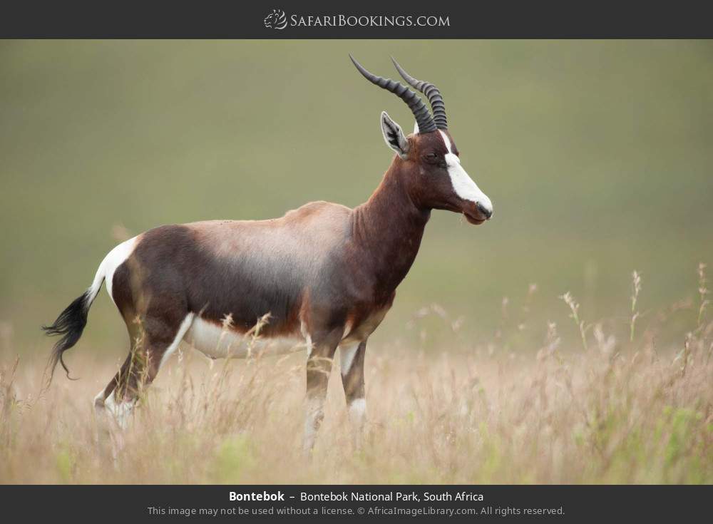 Bontebok in Bontebok National Park, South Africa
