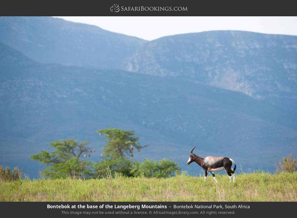 Bontebok at the base of the Langeberg Mountains in Bontebok National Park, South Africa