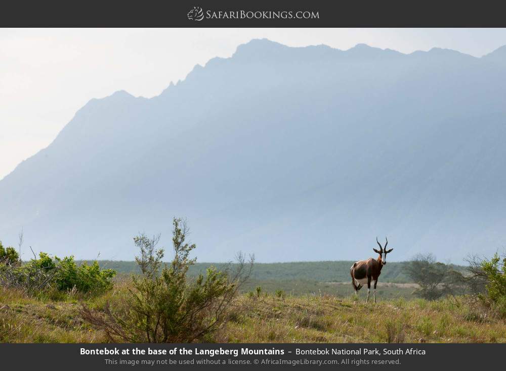 Bontebok at the base of the Langeberg Mountains in Bontebok National Park, South Africa