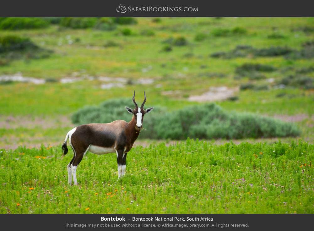 Bontebok in Bontebok National Park, South Africa
