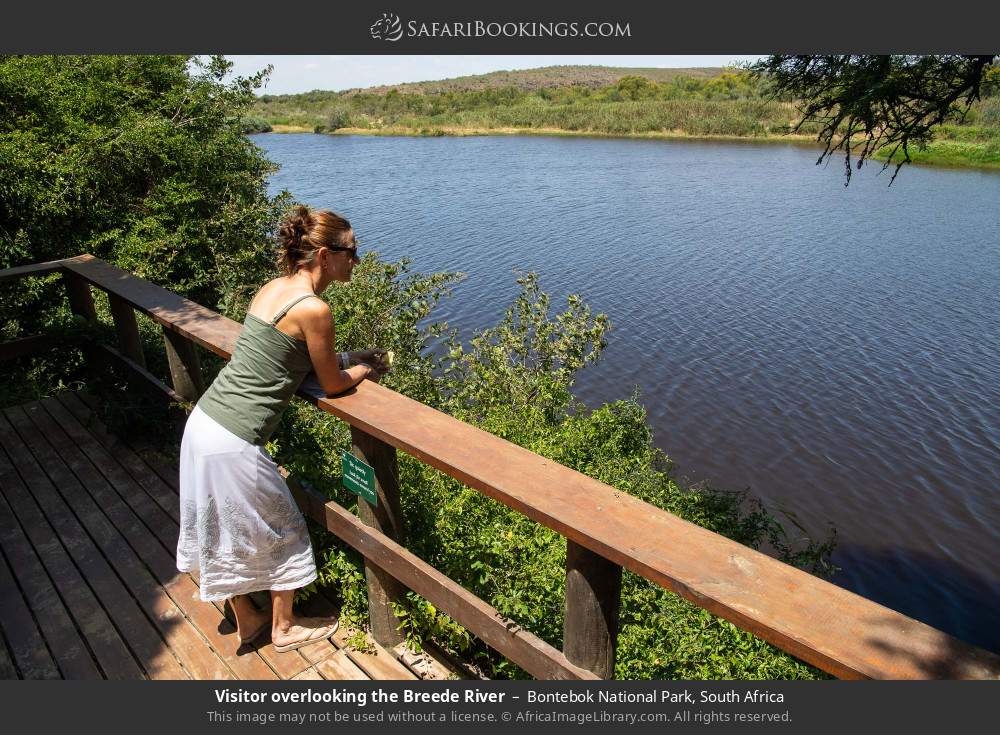 Visitor overlooking the Breede River in Bontebok National Park, South Africa