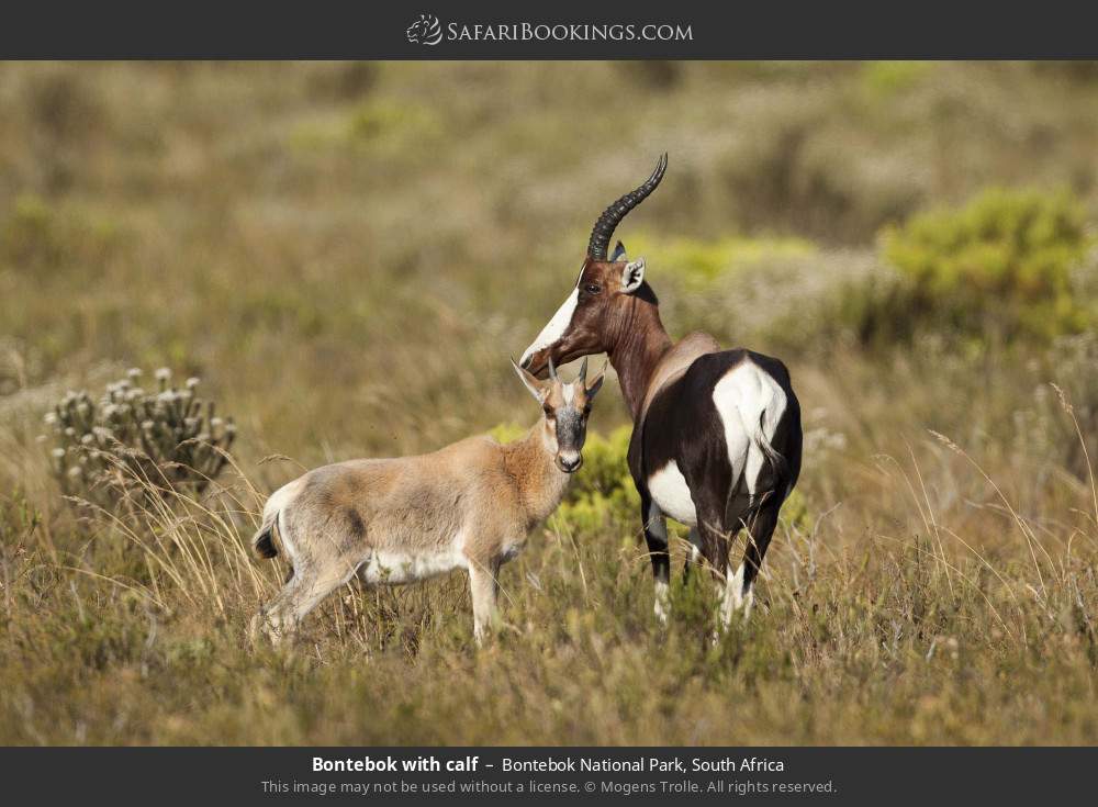 Bontebok with calf in Bontebok National Park, South Africa