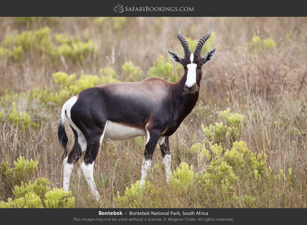 Bontebok in Bontebok National Park, South Africa
