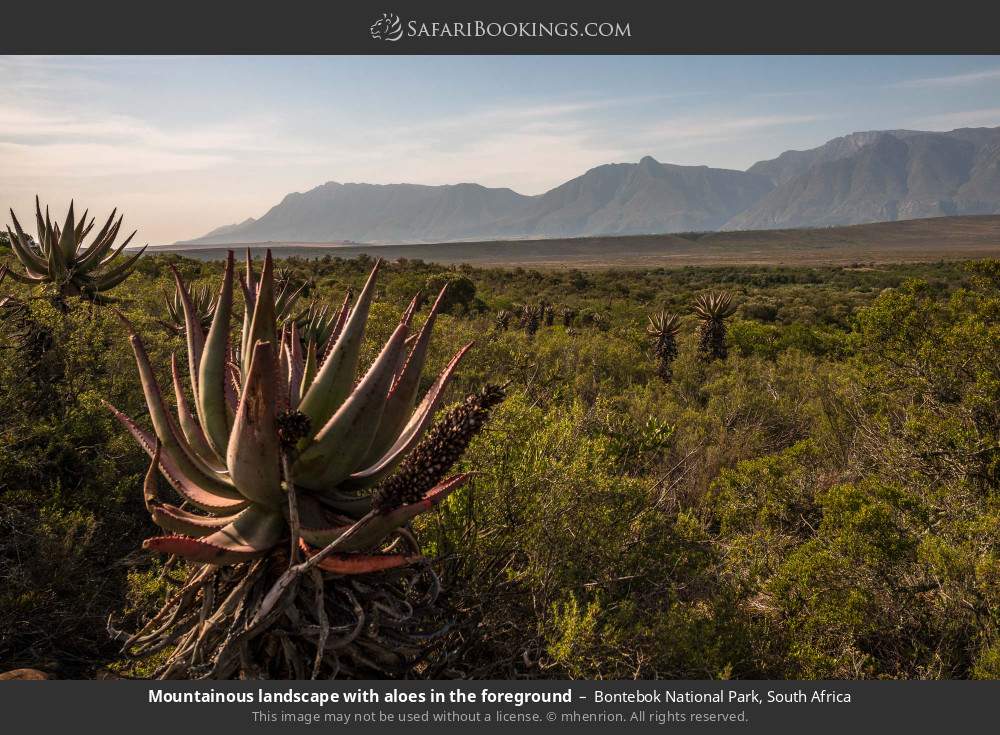 Mountainous landscape with aloes in the foreground in Bontebok National Park, South Africa