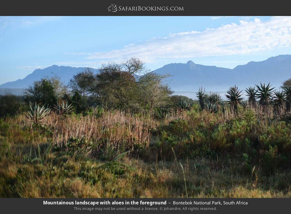 Mountainous landscape with aloes in the foreground in Bontebok National Park, South Africa
