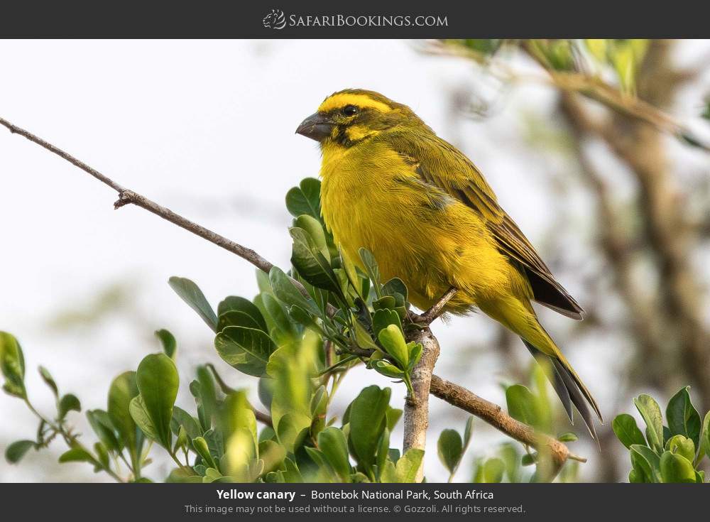 Yellow canary in Bontebok National Park, South Africa