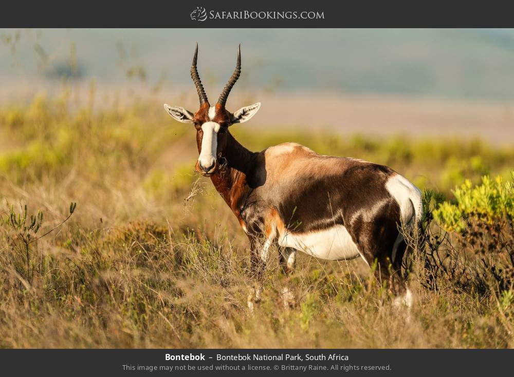 Bontebok in Bontebok National Park, South Africa