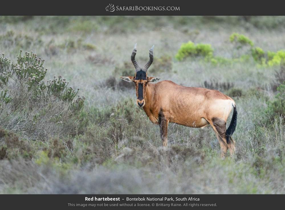 Red hartebeest in Bontebok National Park, South Africa