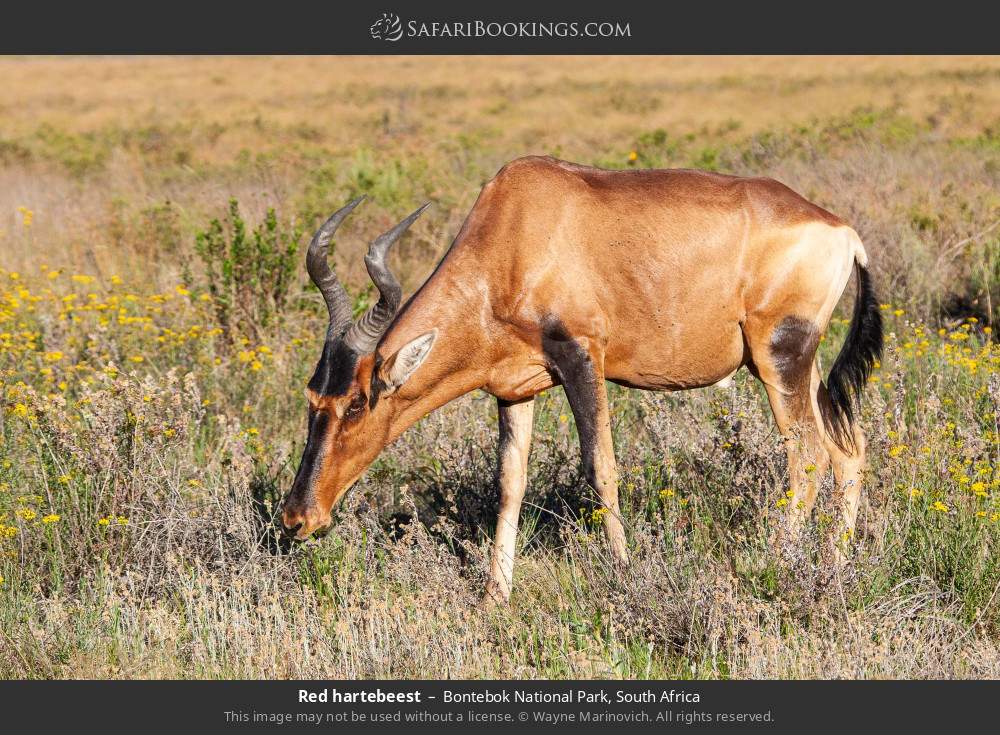 Red hartebeest in Bontebok National Park, South Africa