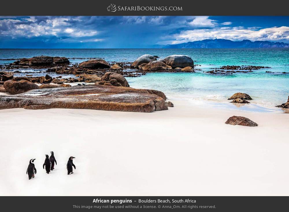 African penguins in Boulders Beach, South Africa