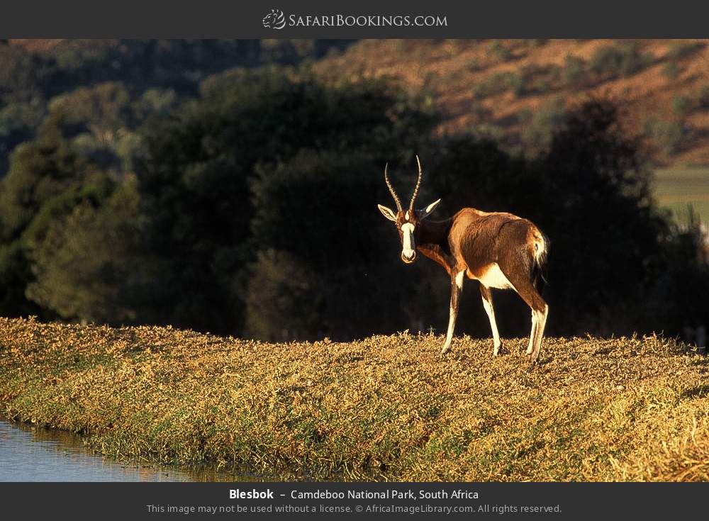 Blesbok in Camdeboo National Park, South Africa