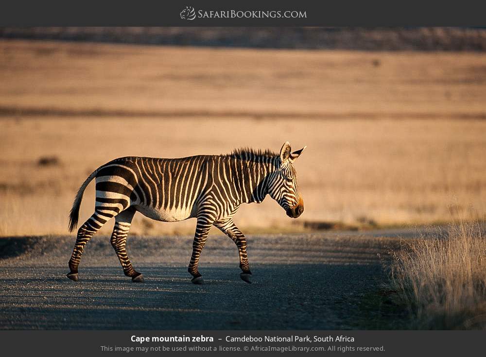 Cape mountain zebra in Camdeboo National Park, South Africa