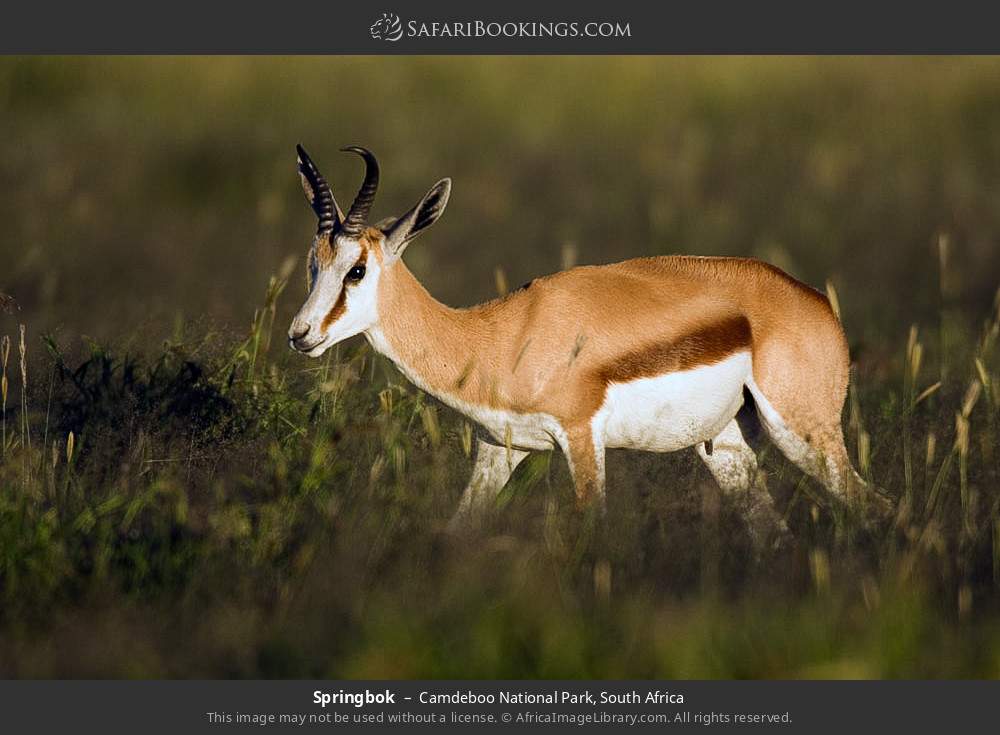 Springbok in Camdeboo National Park, South Africa