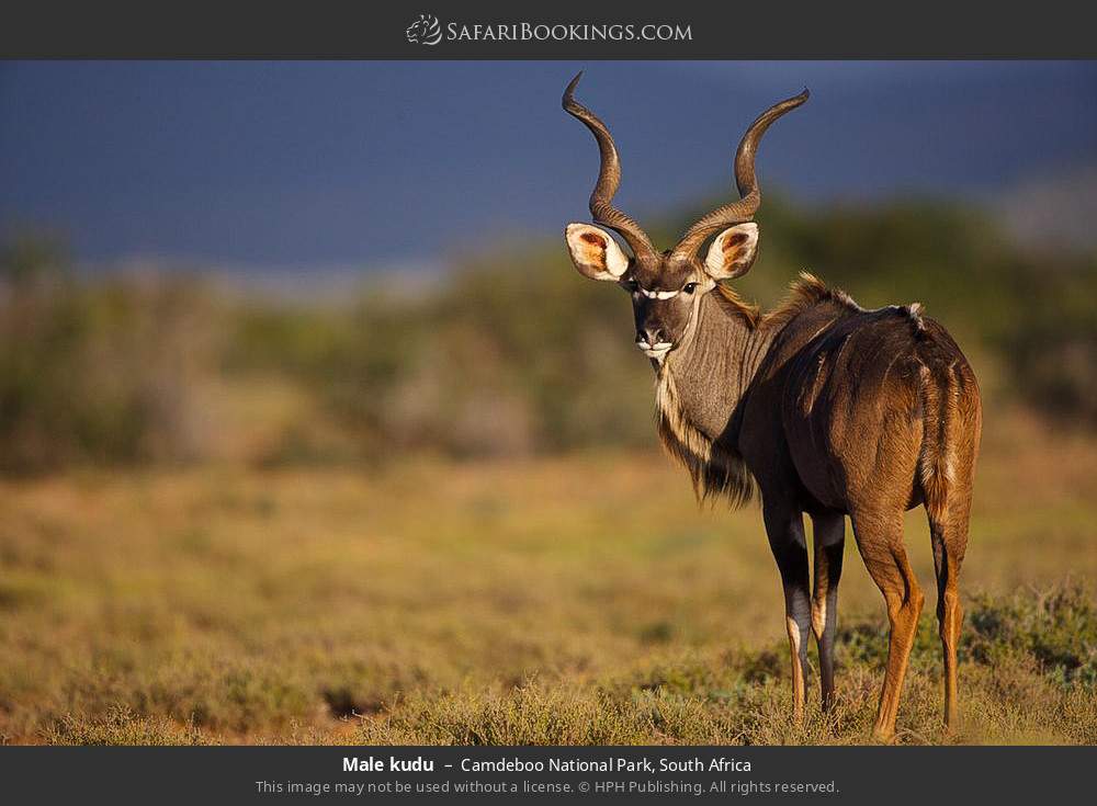 Male kudu in Camdeboo National Park, South Africa