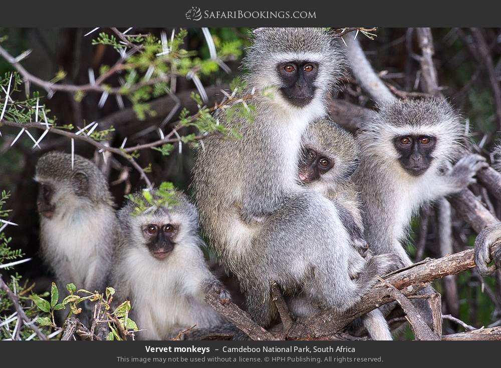 Vervet monkeys in Camdeboo National Park, South Africa