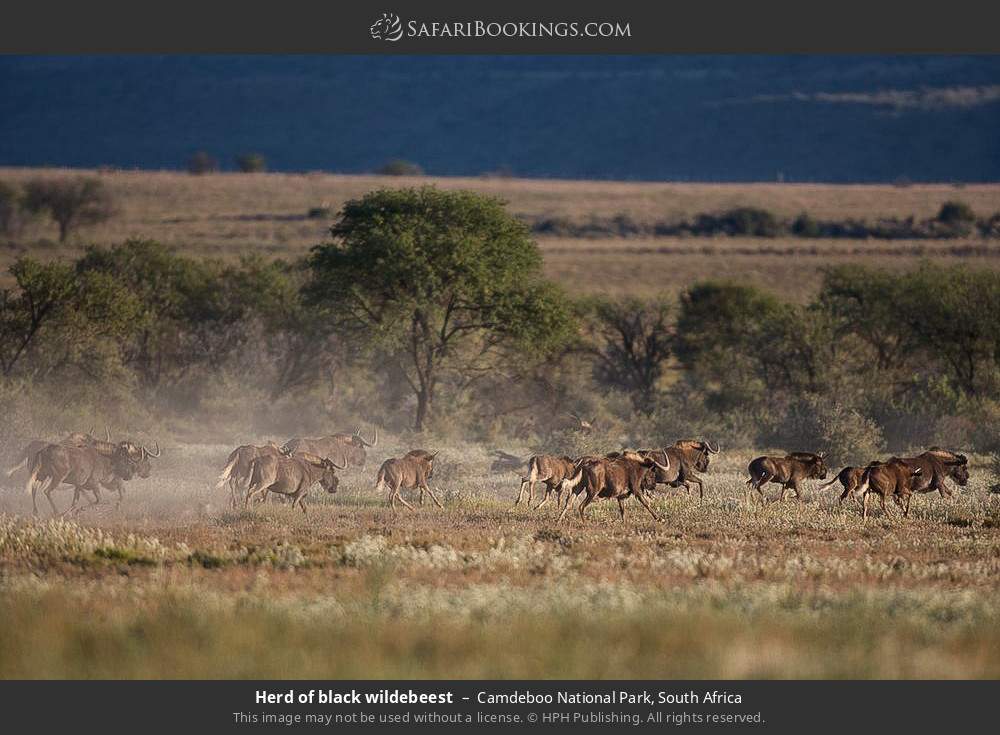 Herd of black wildebeest in Camdeboo National Park, South Africa