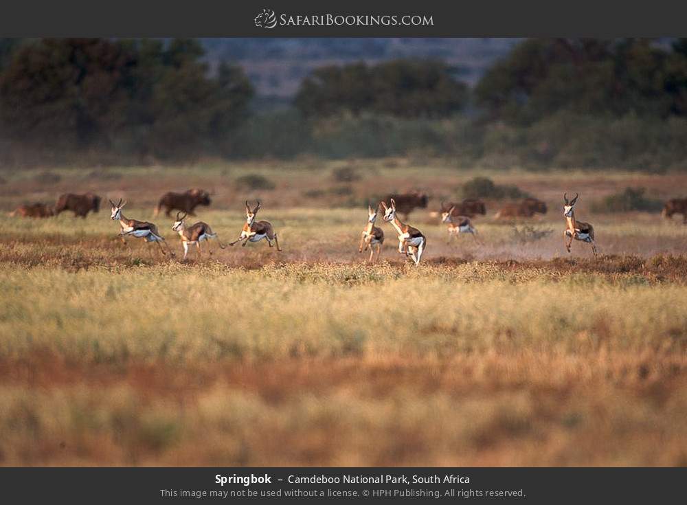 Springbok in Camdeboo National Park, South Africa