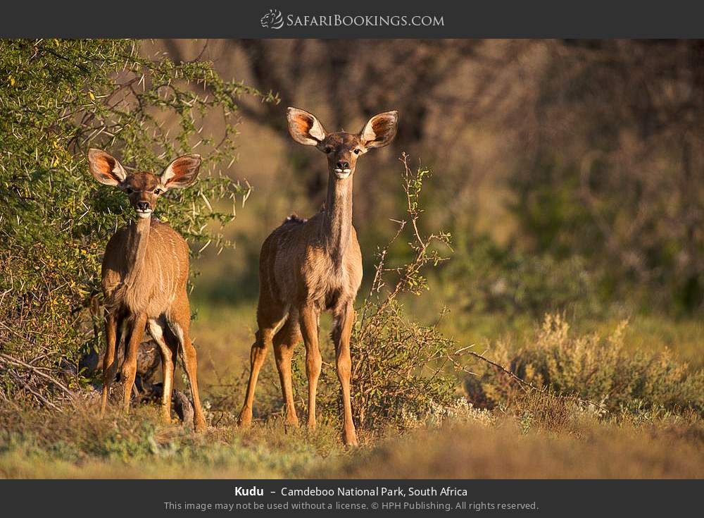 Kudu in Camdeboo National Park, South Africa