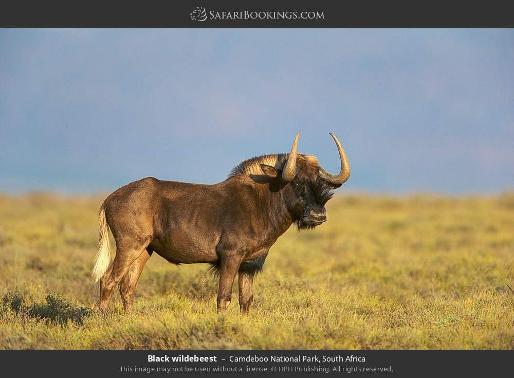 Black wildebeest in Camdeboo National Park, South Africa