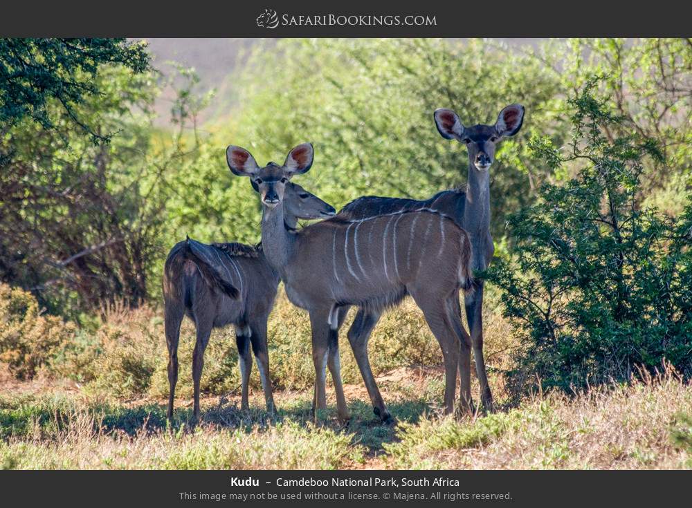 Kudu in Camdeboo National Park, South Africa