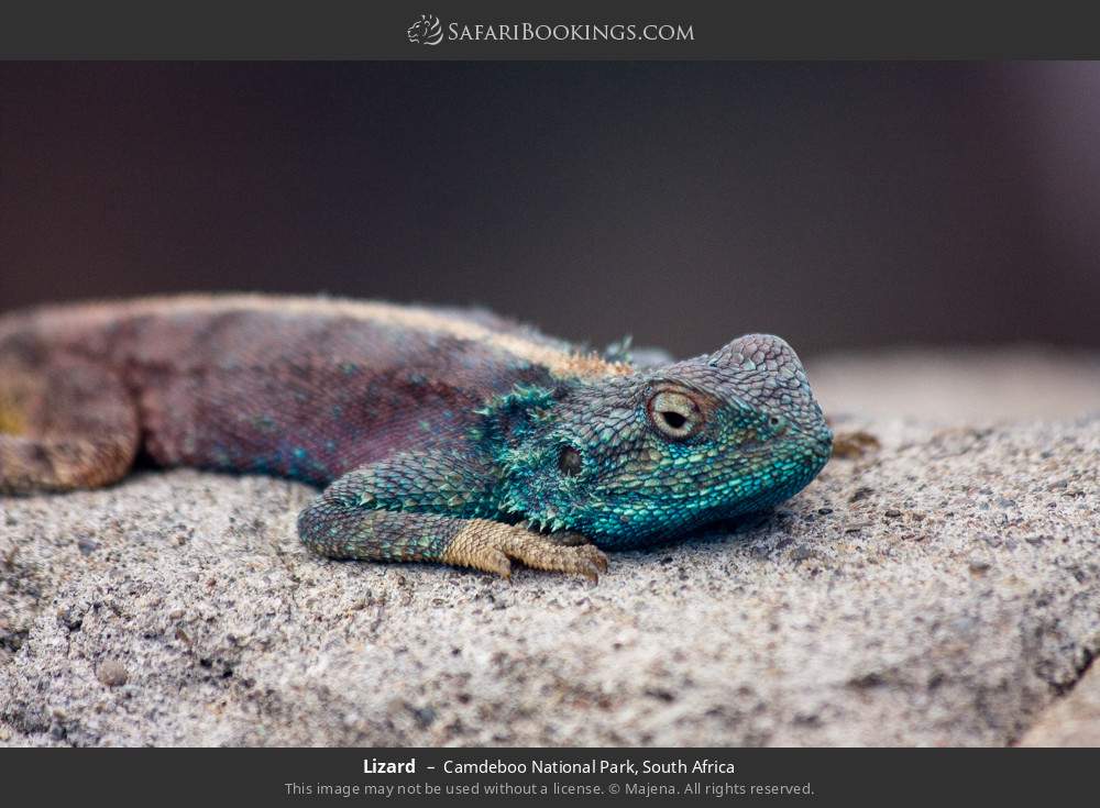Lizard in Camdeboo National Park, South Africa