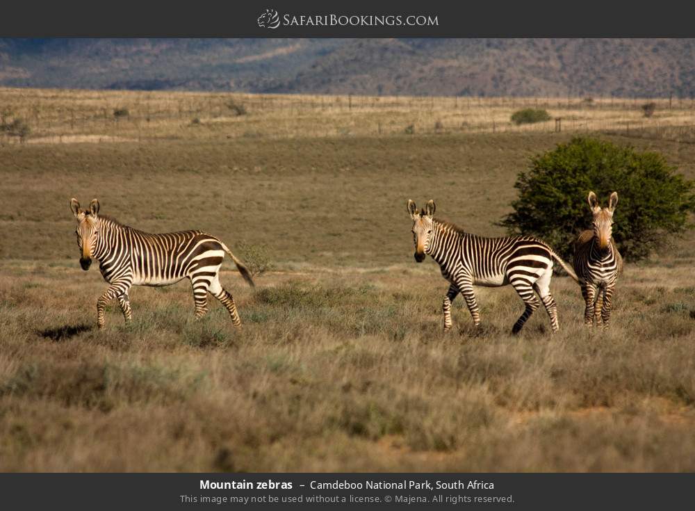 Mountain zebras in Camdeboo National Park, South Africa