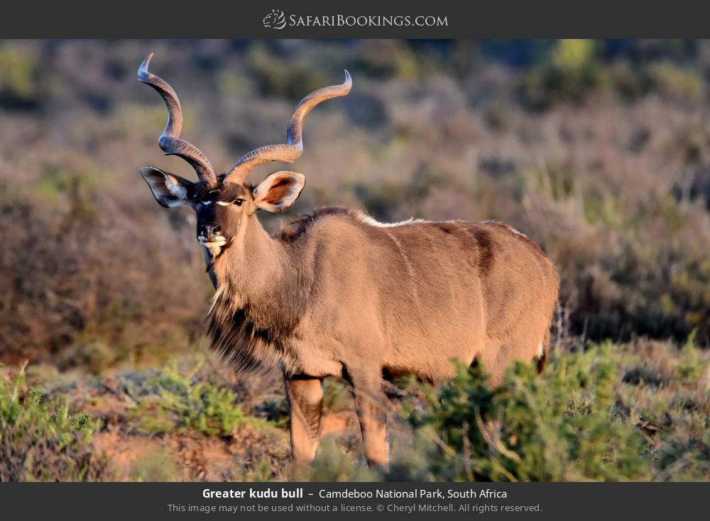 Greater kudu bull in Camdeboo National Park, South Africa