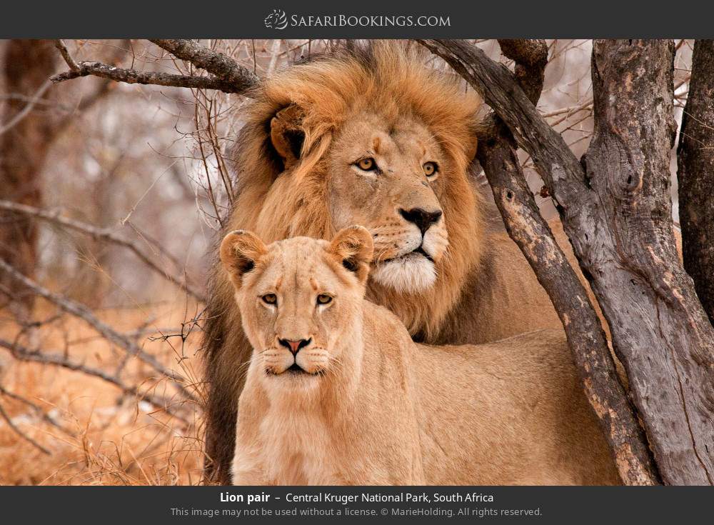 Lion pair in Central Kruger National Park, South Africa