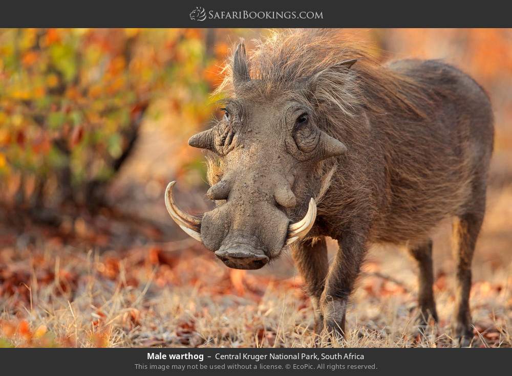 Male warthog in Central Kruger National Park, South Africa