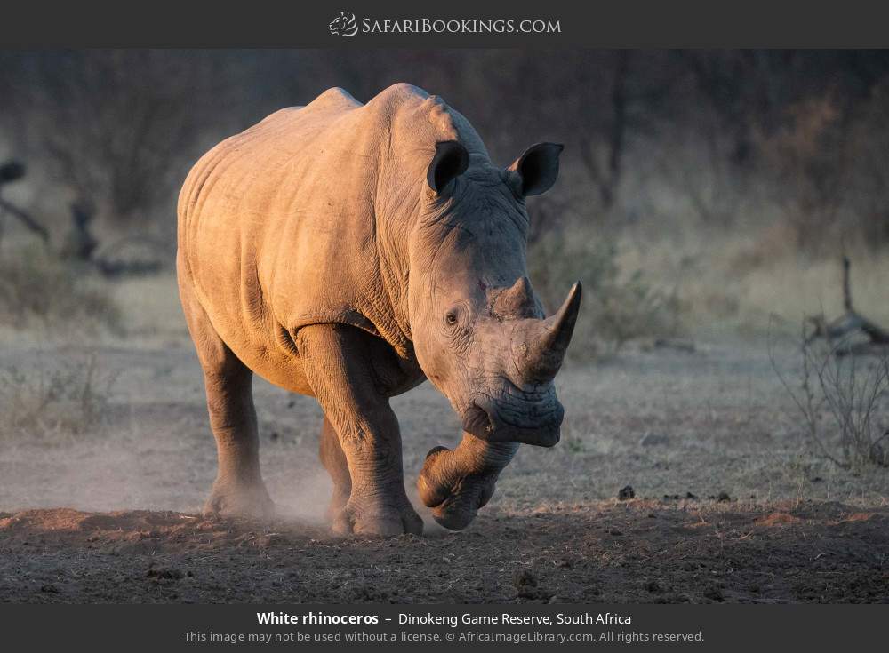 White rhinoceros in Dinokeng Game Reserve, South Africa